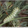 pap machaon larva2 kher